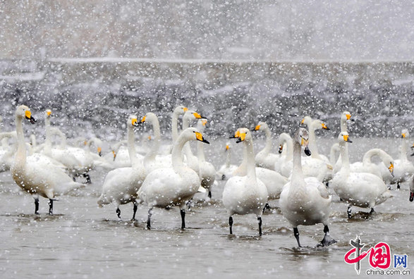 Swan nature reserve in Shandong