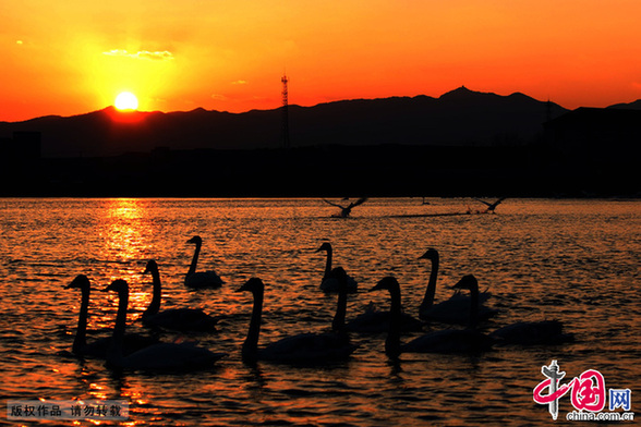 Swan nature reserve in Shandong