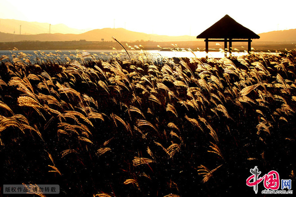 Swan nature reserve in Shandong