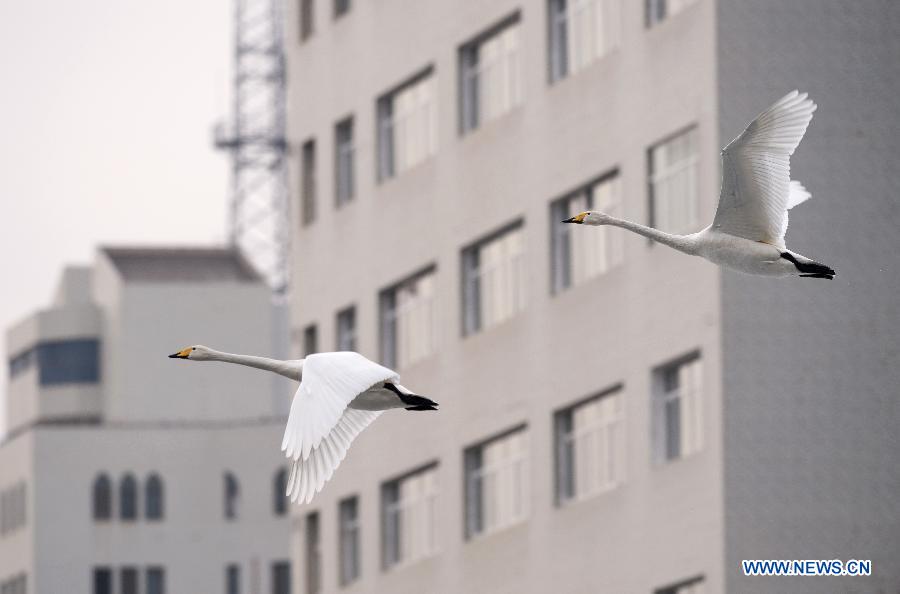 Hundreds of swans fly from Swan Lake in Bayanbulak to Korla