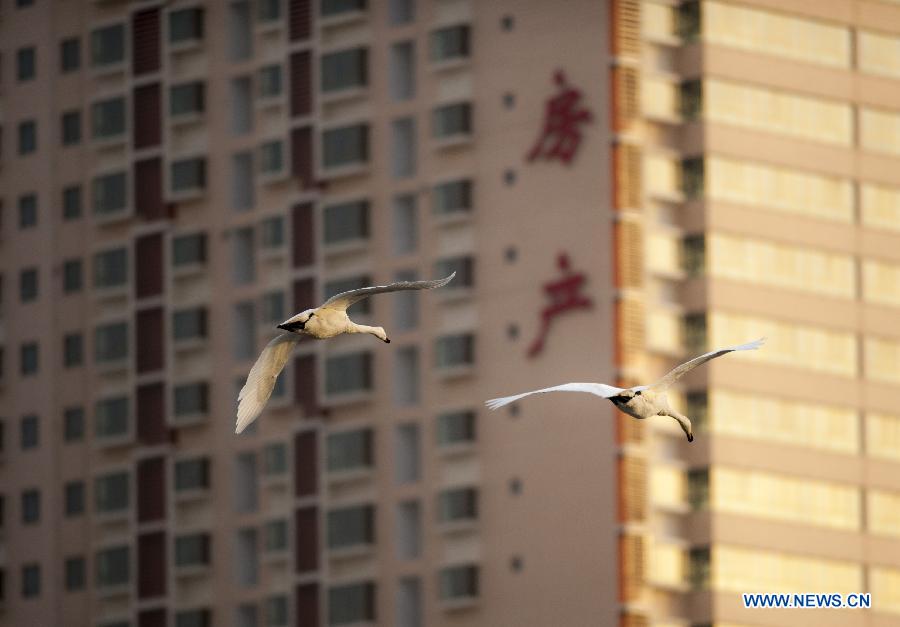 Hundreds of swans fly from Swan Lake in Bayanbulak to Korla