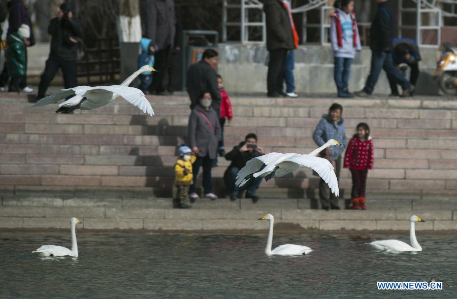 Hundreds of swans fly from Swan Lake in Bayanbulak to Korla