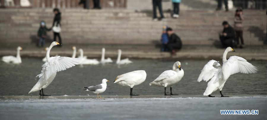 Hundreds of swans fly from Swan Lake in Bayanbulak to Korla