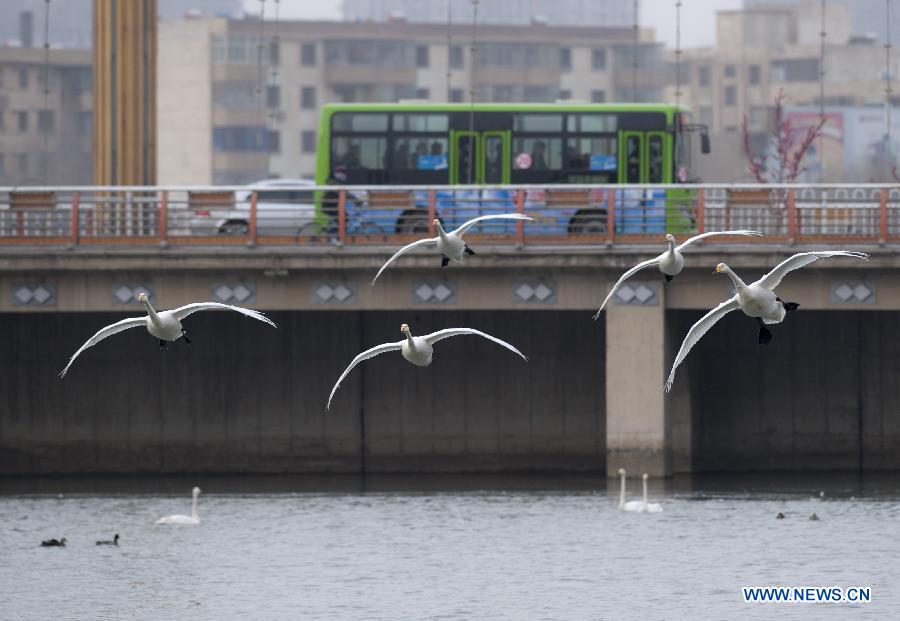 CHINA-XINJIANG-KORLA-SWANS (CN)