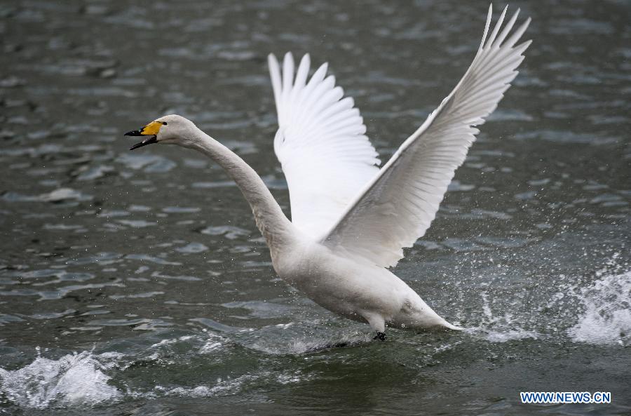 CHINA-XINJIANG-KORLA-SWANS (CN)