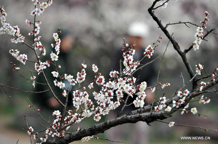 #CHINA-JIANGSU-SCENERY-PLUM BLOSSOM (CN)