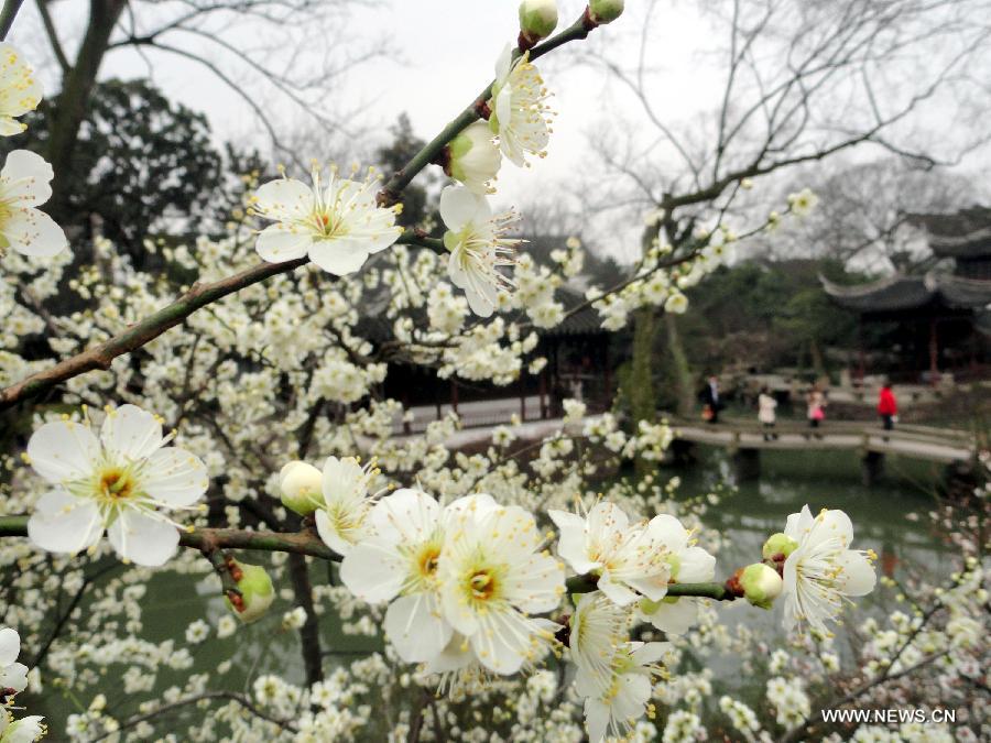 #CHINA-JIANGSU-SCENERY-PLUM BLOSSOM (CN)