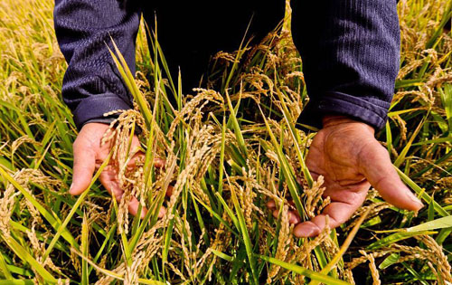 Photo taken on Sept. 15, 2012 shows full grain in a paddy field in Wanjinshan Township of Baoqing County in Shuangyashan City, northeast China's Heilongjiang Province. The province is looking forward to gain a good grain harvest, with an estimated production of above 62.5 million tonnes. [Xinhua] 