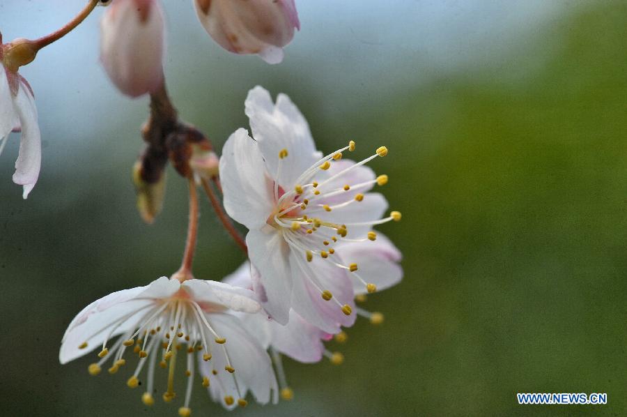 CHINA-HUNAN-CHANGSHA-SCENERY-SAKURA (CN)