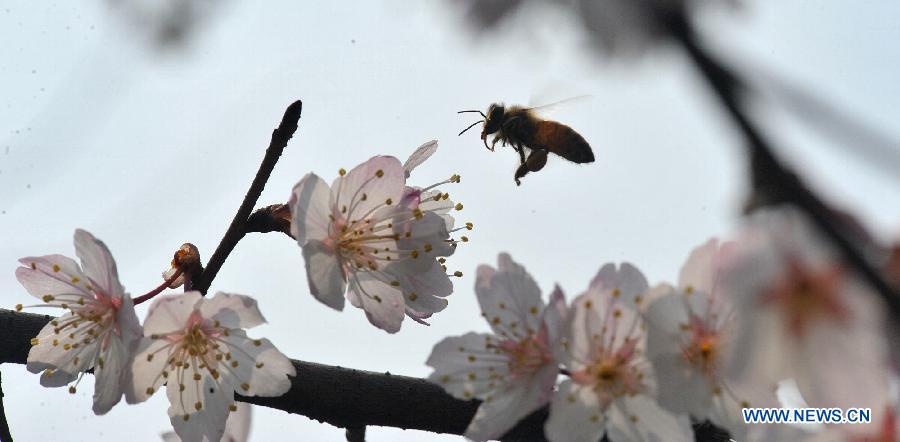 CHINA-HUNAN-CHANGSHA-SCENERY-SAKURA (CN)