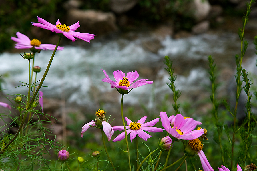 Funiu Mountain Geopark lies in Xixia County, in southwest Henan Province. As a comprehensive geopark, the park consists of a world biosphere reserve, a national nature reserve, a reserve of fossilized dinosaur eggs and a national mine park. 