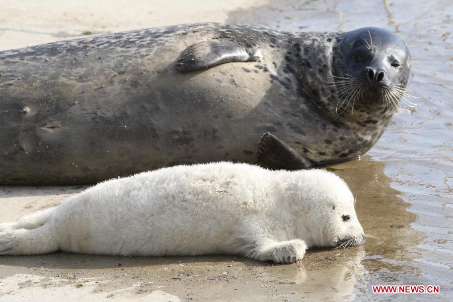 Newborn seal seen at seaside scenic spot in China's Shandong 