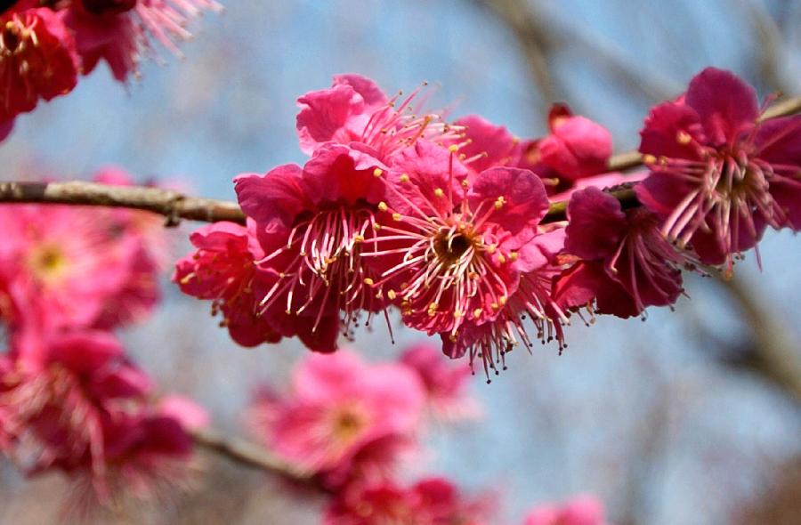 CHINA-JIANGSU-NANJING-PLUM BLOSSOM (CN)