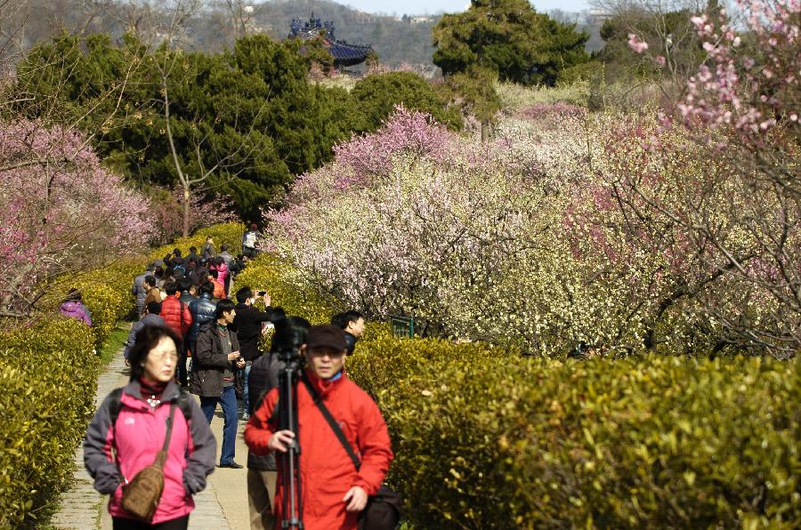 CHINA-JIANGSU-NANJING-PLUM BLOSSOM (CN)