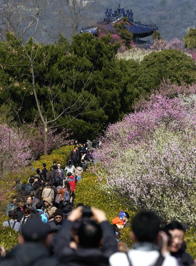 CHINA-JIANGSU-NANJING-PLUM BLOSSOM (CN)