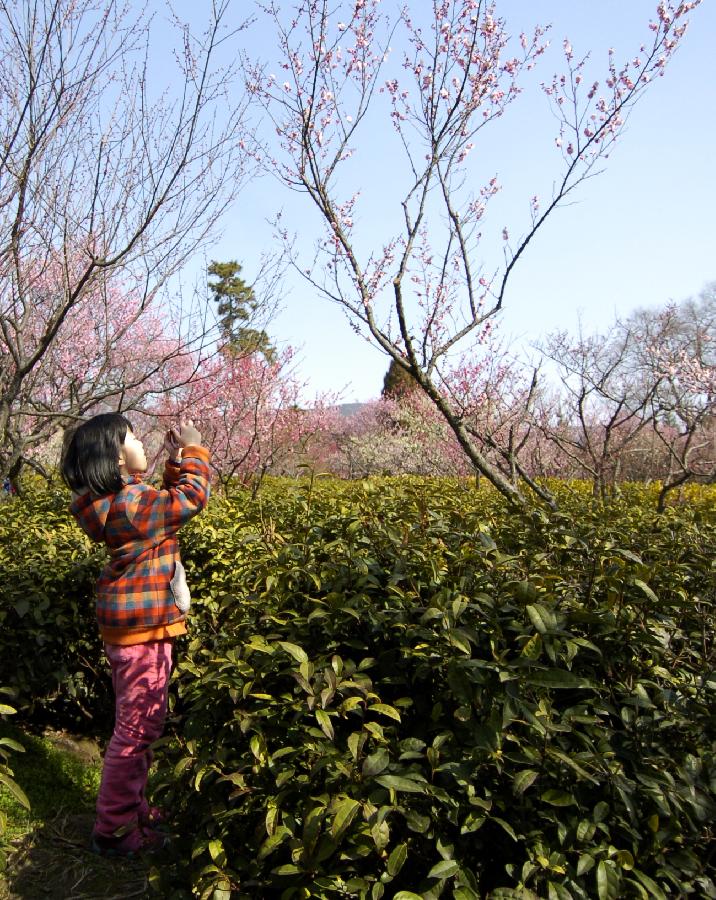 CHINA-JIANGSU-NANJING-PLUM BLOSSOM (CN)