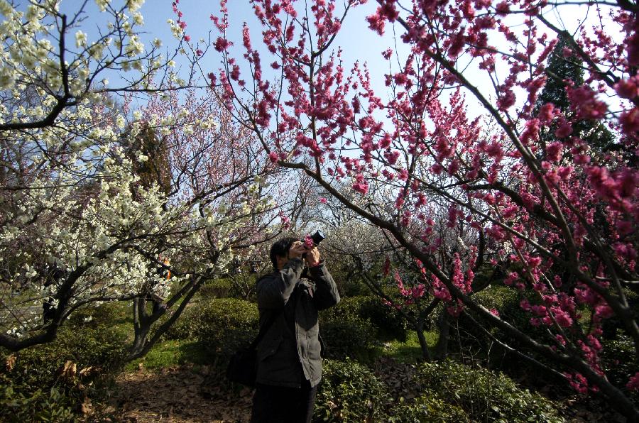 CHINA-JIANGSU-NANJING-PLUM BLOSSOM (CN)