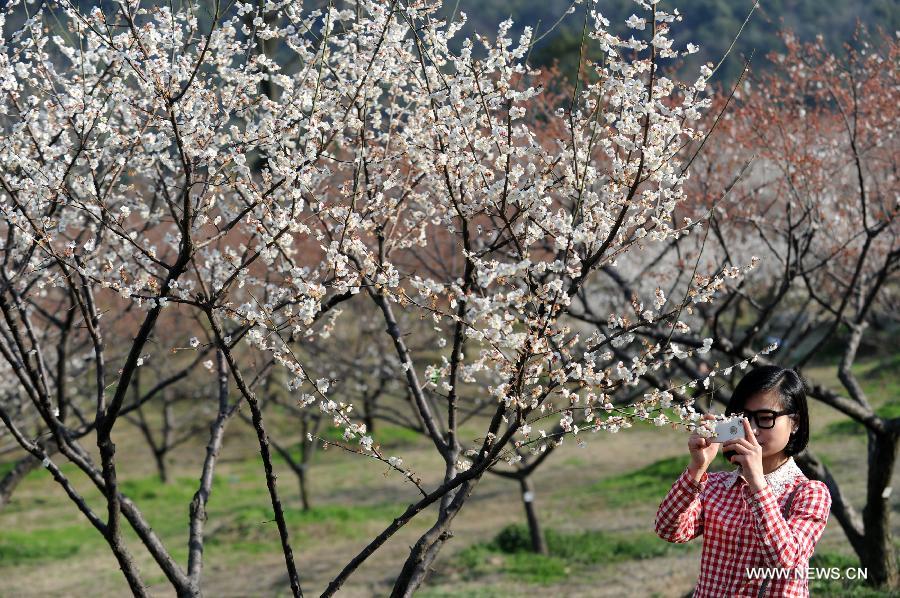 A visitor takes photo of plum blossom in Chaoshan Scenic Spot of Yuhang District in Hangzhou, capital of east China's Zhejiang Province, March 3, 2013. 