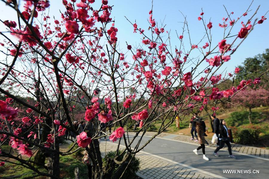 Visitors view plum blossom in Chaoshan Scenic Spot of Yuhang District in Hangzhou, capital of east China's Zhejiang Province, March 3, 2013. 