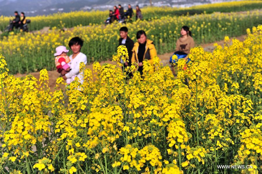 #CHINA-HUBEI-ZIGUI-RAPE FLOWERS-SCENERY (CN)