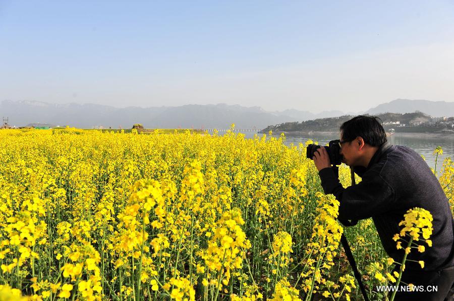 #CHINA-HUBEI-ZIGUI-RAPE FLOWERS-SCENERY (CN)