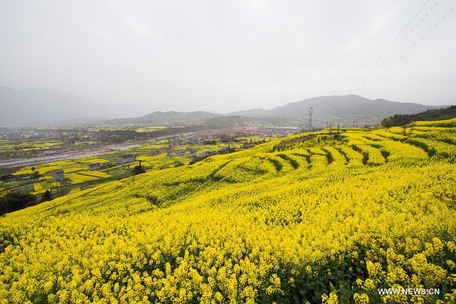 Rape flowers bloom in spring