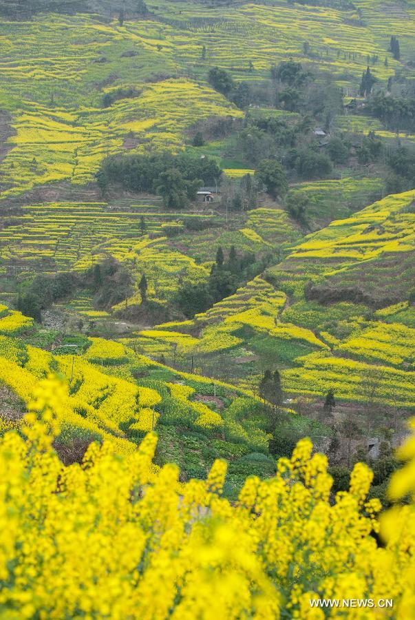 Rape flowers bloom in spring