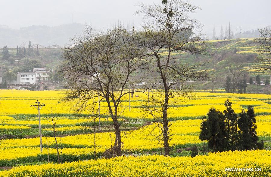 Rape flowers bloom in spring