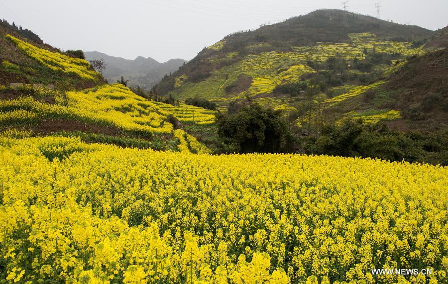 Rape flowers bloom in spring