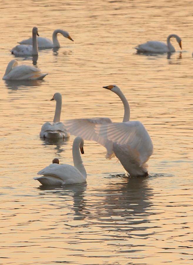 #CHINA-SHANDONG-RONGCHENG-SWANS (CN) 