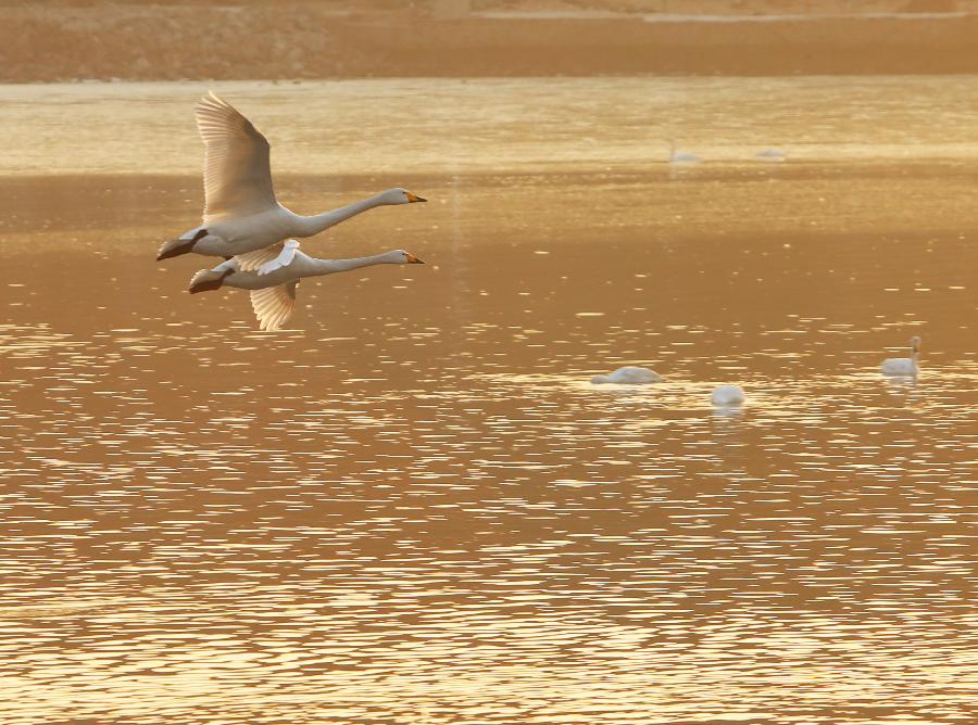 #CHINA-SHANDONG-RONGCHENG-SWANS (CN) 