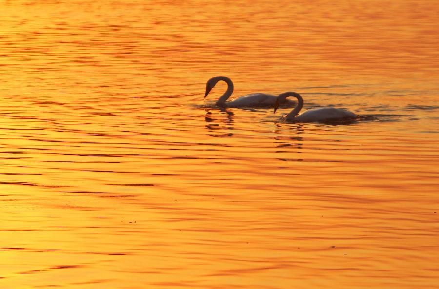 #CHINA-SHANDONG-RONGCHENG-SWANS (CN) 