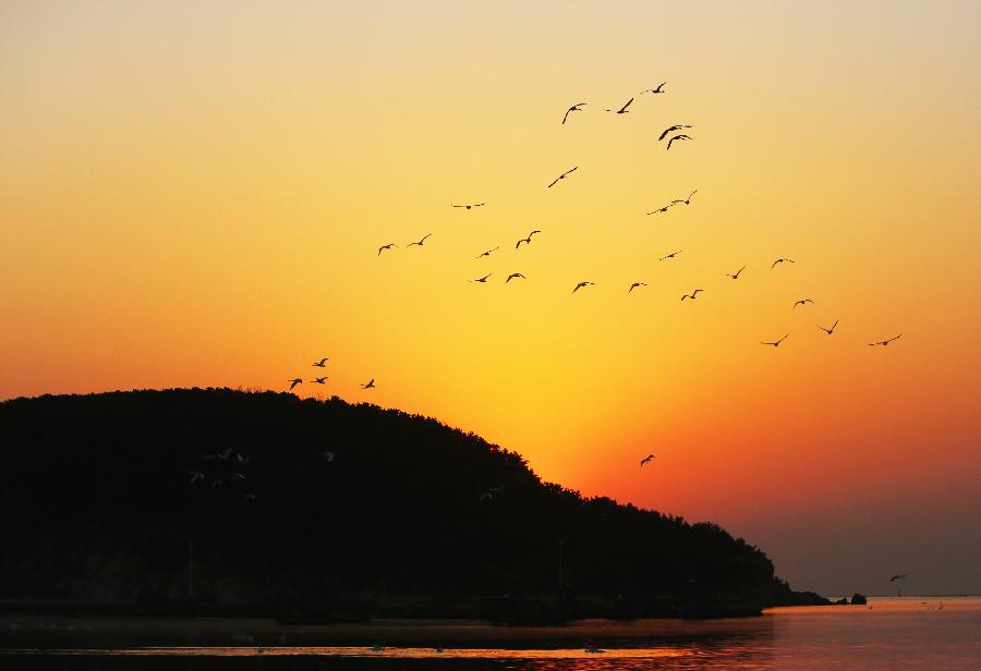 #CHINA-SHANDONG-RONGCHENG-SWANS (CN) 