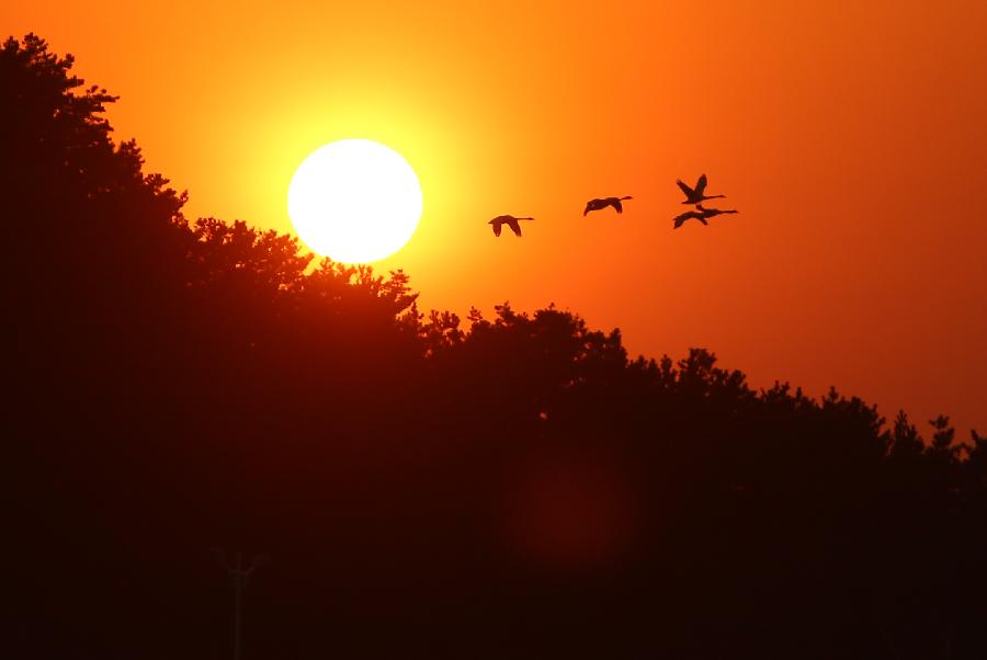 #CHINA-SHANDONG-RONGCHENG-SWANS (CN) 