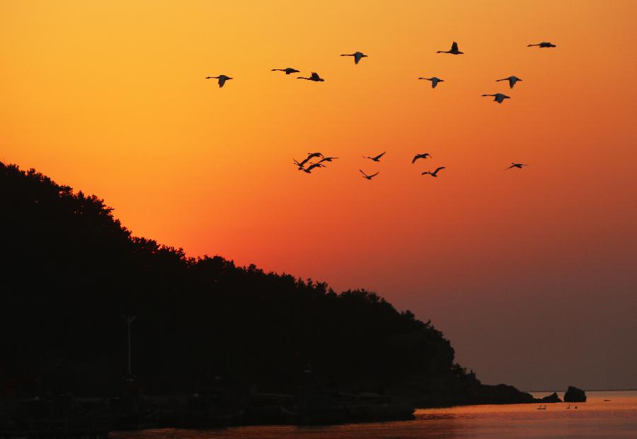 #CHINA-SHANDONG-RONGCHENG-SWANS (CN) 