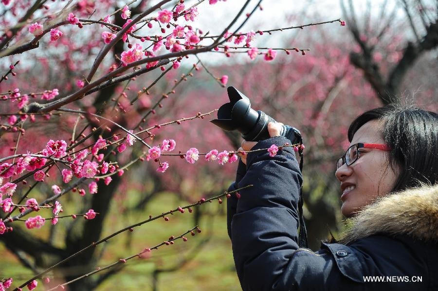 Visitors view plum blossoms in China's Jiangsu