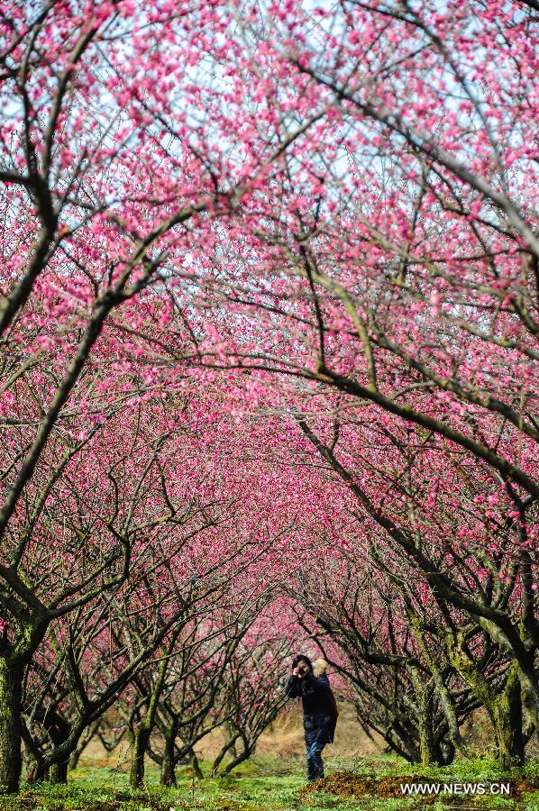 Visitors view plum blossoms in China's Jiangsu