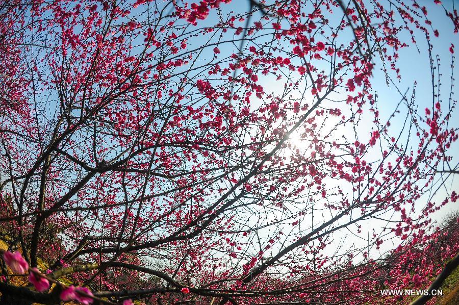 Visitors view plum blossoms in China's Jiangsu