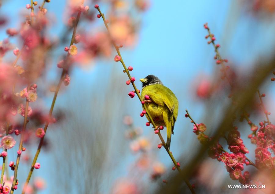 Visitors view plum blossoms in China's Jiangsu