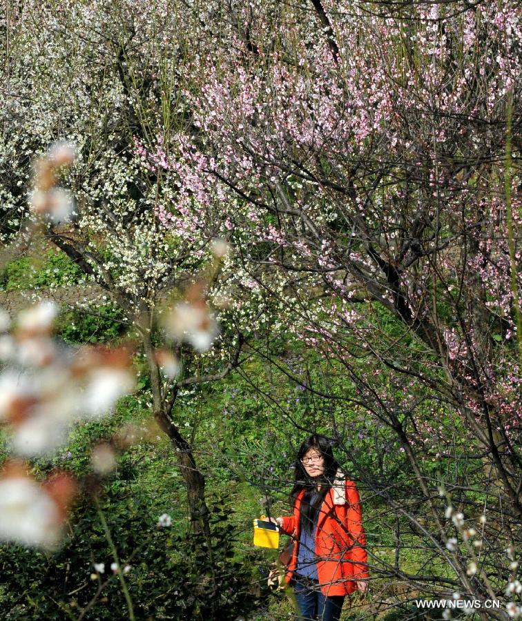 #CHINA-JIANGSU-SUZHOU-PLUM BLOSSOMS (CN)