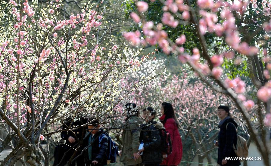 #CHINA-JIANGSU-SUZHOU-PLUM BLOSSOMS (CN)