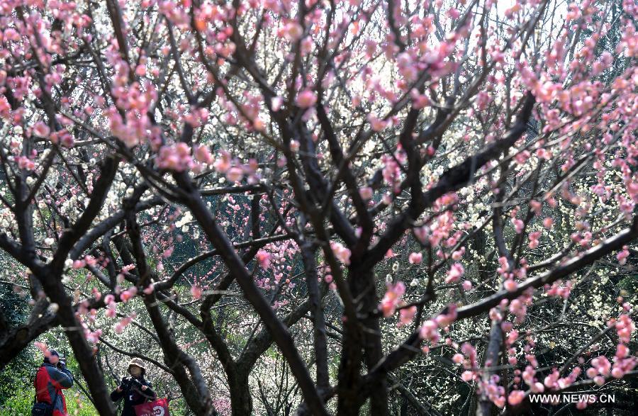 #CHINA-JIANGSU-SUZHOU-PLUM BLOSSOMS (CN)