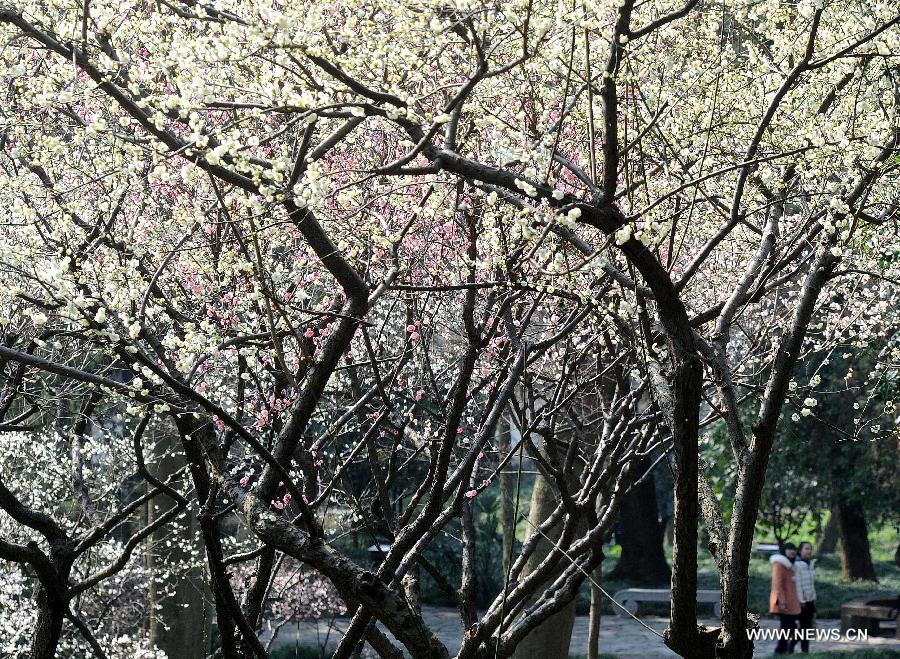 #CHINA-JIANGSU-SUZHOU-PLUM BLOSSOMS (CN)