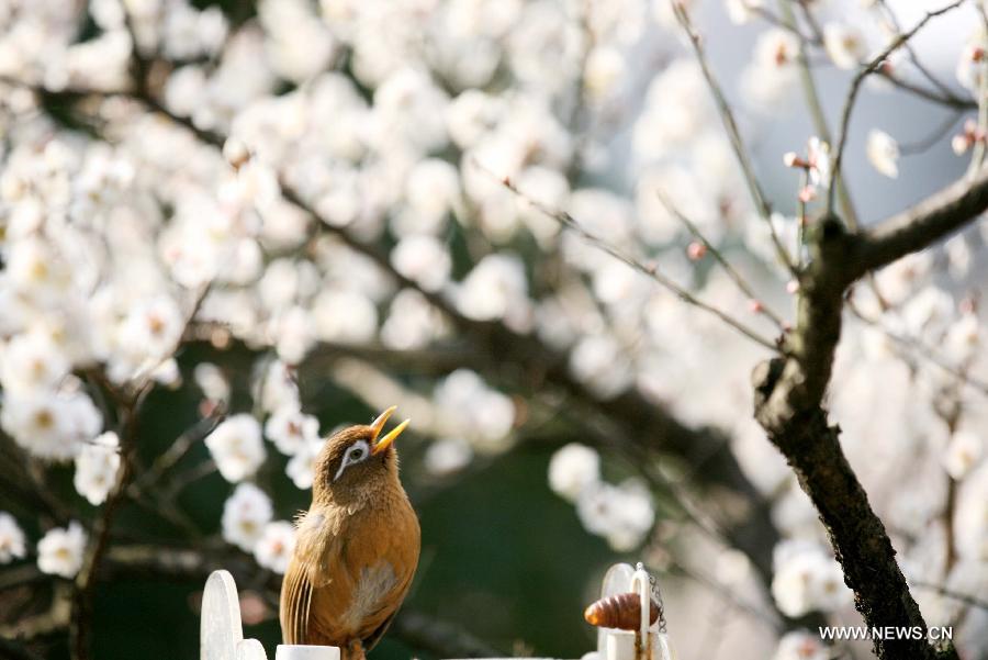 Visitors view plum blossoms in China's Jiangsu