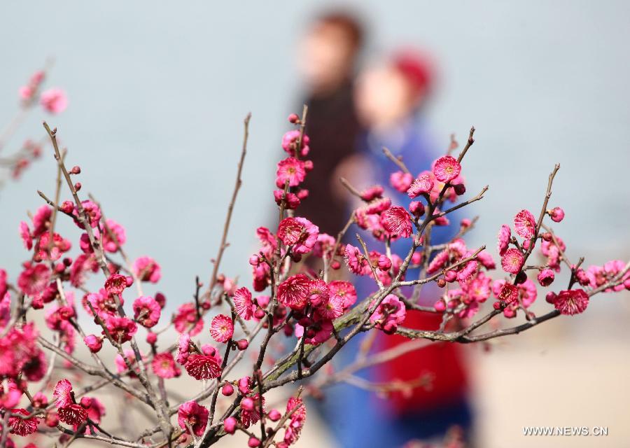 Visitors view plum blossoms in China's Jiangsu