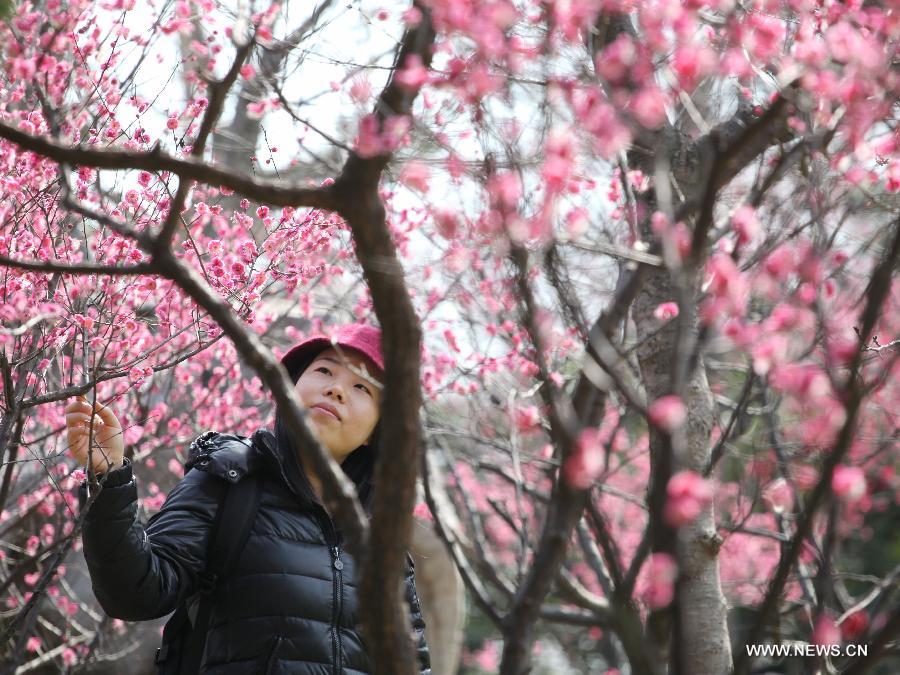 Visitors view plum blossoms in China's Jiangsu