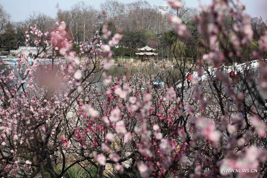 Visitors view plum blossoms in China's Jiangsu