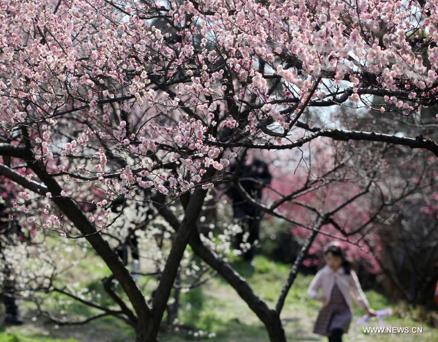 Visitors view plum blossoms in China's Jiangsu