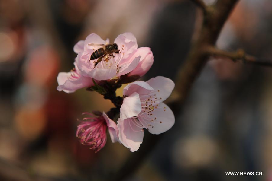 #CHINA-GUANGXI-HECHI-PEACH FLOWERS-BEES (CN) 