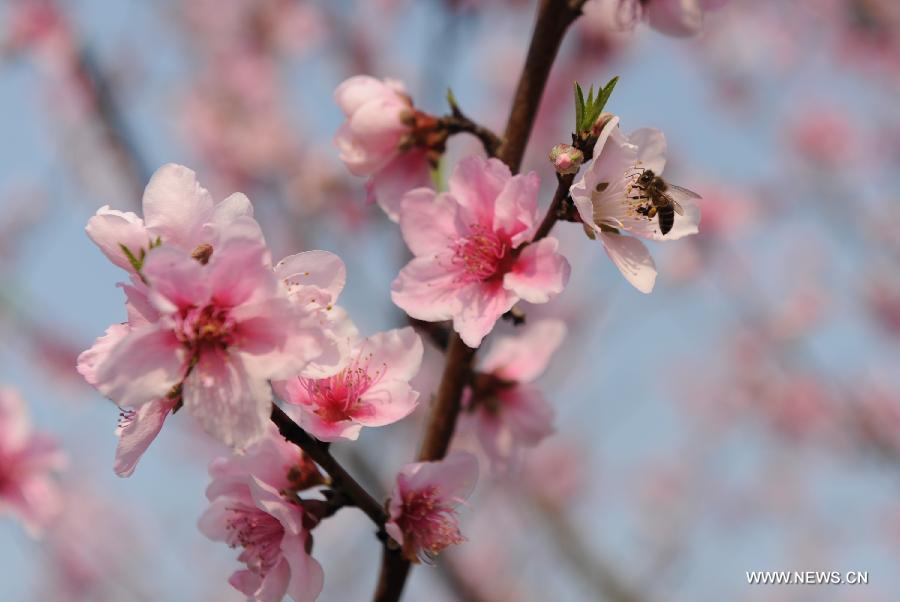 #CHINA-GUANGXI-HECHI-PEACH FLOWERS-BEES (CN) 